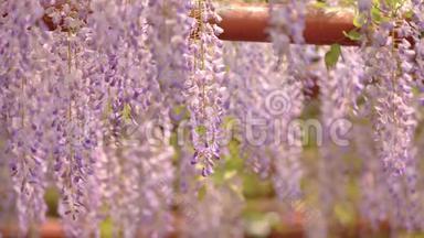 春<strong>花系列</strong>，美丽的紫藤迎风招展，紫藤是木本，落叶